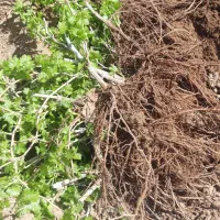 نهال نگور انواع گونه ها در نهالستان|گل و گیاه طبیعی|شازند, |دیوار