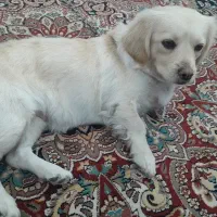 سگ بازی گوش بامزه