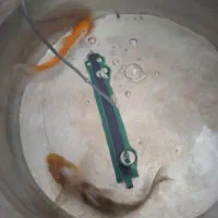 دوتا ماهی کوی