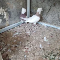 کبوتر طوقی|پرنده|اصفهان, بوستان ناژوان|دیوار