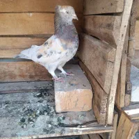 کبوتر اصیل وبااصل ونصب