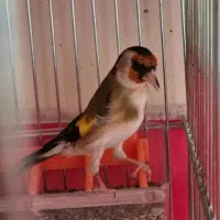 یک عدد قناری سوخته|پرنده|خمینیشهر, |دیوار