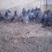 دوبر معاوضه و فروش