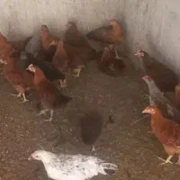 فروش ۹۰۰ عدد مرغ وخروس گلپایگان به صورت کلی وجزئ|حیوانات مزرعه|تهران, تهرانسر شرقی|دیوار