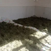 آویشن خوش بو