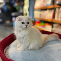 گربه بریتیش حضوری اهواز