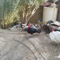 بغلمون نرماده بزرگ کوچیک|حیوانات مزرعه|رامهرمز, |دیوار