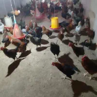 فروش تعدادی خروس گلپایانی|حیوانات مزرعه|خضر آباد, |دیوار