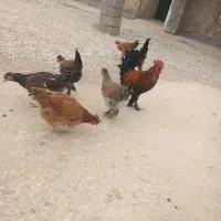 فروش مرغ|حیوانات مزرعه|دهدشت, |دیوار