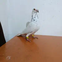 کبوتر صید|پرنده|رودهن, |دیوار