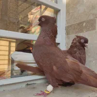 جفت دم سفید|پرنده|شیراز, شهرک رضوان|دیوار