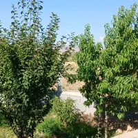 باغ ۱۰۰۰ متری چالاکی