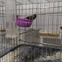 فنچ شارکول انگلیسی