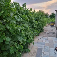 باغِ داربستی انگور،تیکه ای از بهشت در شهرِ تاک|فروش دفتر صنعتی، کشاورزی، تجاری|بهارستان, |دیوار