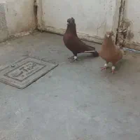 سرخ زرد نر و ماده اصلی