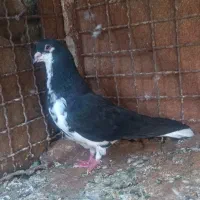 کفتر شهری|پرنده|شیراز, گچی|دیوار