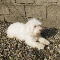 سگ پاکوتاه شیتزو.یک سالو نیمشه خوشگل و حرف گوش کن|سگ|رودسر, |دیوار