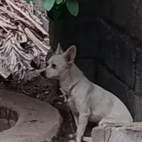 سگ پاکوتاه