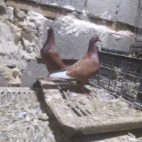 جفت دروگ عراقی