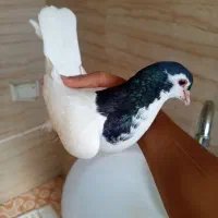 یال|پرنده|کرمان, |دیوار