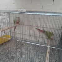 دو جفت گرینچیک سالم و بشرط|پرنده|شاهینشهر, شهرک گلدیس|دیوار