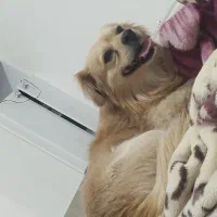 سگ روباهی|سگ|یاسوج, |دیوار