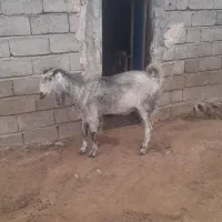 توضیحات تماس