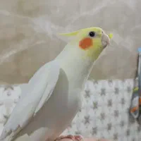 گمشده
