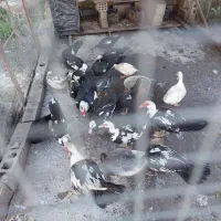 اردک اسرائیلی یا مسکویی نر و ماده