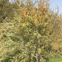 زمین تجاری صنوف مزاحم