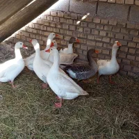 پنج عدد غاز