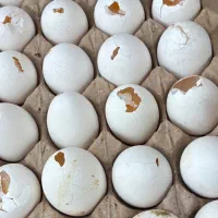 تخم مرغ شکسته