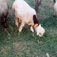 فروش میش داشتی.|حیوانات مزرعه|وردشت, |دیوار