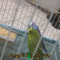 ۲ جفت مرغ عشق با ۸ تا جوجه