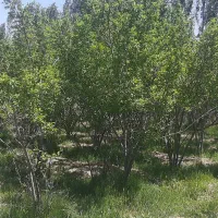 زمین باغ آلو ۴۴۹ متری بابا سلطان|فروش زمین و ملک کلنگی|خوانسار, |دیوار