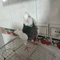 کبوتر طوقی و دمی|پرنده|یاسوج, |دیوار