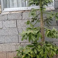 دونوع کاکتوس بزرگ آپونتیا2/5متری و آگاو عظیم الجثه