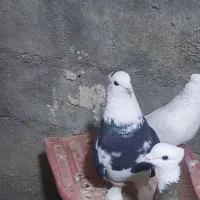 کبوتر|پرنده|بوکان, |دیوار