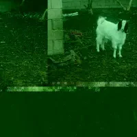 بزغاله نر گوشتی وچاق|حیوانات مزرعه|زیرکوه, |دیوار