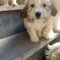 چهارقلاده توله سگ|سگ|سنندج, |دیوار