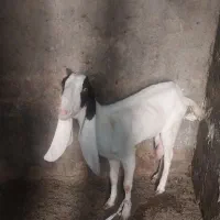 بز گلابی سه قلوزا