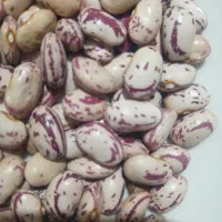 بذر نخود و بذر لوبیا چیتی دست چین کوردستان صومالی