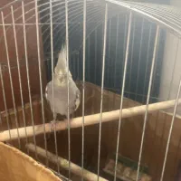 طوطی عروس نر|پرنده|سرخرود, |دیوار