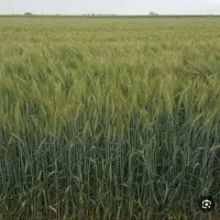 بذر آبی رقم ترابی