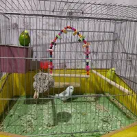 یک جفت مرغ عشق تخم گذار