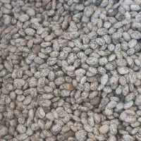 لوبیا چیتی ابلق معمولان