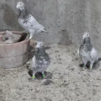 سرور خوشگل|پرنده|ارژن, |دیوار