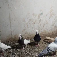 کبوتر|پرنده|تربت‌حیدریه, بالا ولایت|دیوار