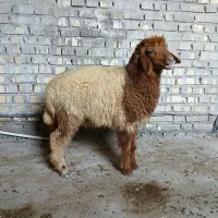 بره