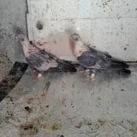 کبوتر کفتر موشی کله طلایی افغانی